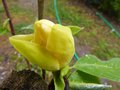 vignette Magnolia Daphn qui ouvre ses fleurs au 26 04 13