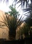 vignette Yucca rigida (petit)