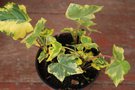 vignette Hedera helix 'Golden Ingot'