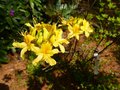 vignette Rhododendron Luteum parfum au 28 04 13