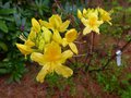 vignette Rhododendron Luteum autre vue au 28 04 13