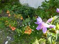 vignette Rhododendron Augustinii Electra premires fleurs au 28 04 13