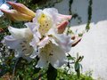 vignette Rhododendron Fragantissimum trs parfum au 28 04 13