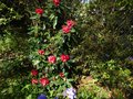 vignette Rhododendron Halfdan lem au 27 04 13