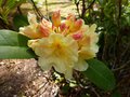 vignette Rhododendron Invitation au 27 04 13