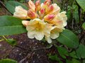 vignette Rhododendron Invitation au 26 04 13