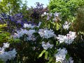 vignette Rhododendrons en compagnie vue2 au 28 04 13