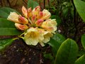 vignette Rhododendron Invitation qui ouvre ses fleurs au 27 04 13