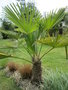 vignette trachycarpus wagnerianus (Premiere inflo.)