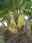 vignette trachycarpus fortunei