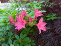vignette Rhododendron Jolie Madame parfum gros plan au 29 04 13