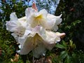 vignette Rhododendron Fragantissimum gros plan parfum au 29 04 13