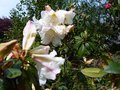 vignette Rhododendron Fragantissimum trs parfum au 29 04 13