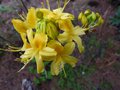 vignette Rhododendron Luteum gros plan parfum au 29 04 13