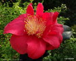 vignette ' PIRATE'S GOLD ' camellia japonica
