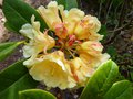 vignette Rhododendron Invitation aux belles fleurs doubles au 28 04 13