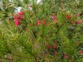 vignette Grevillea juniperina gros plan au 28 04 13