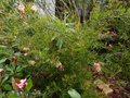 vignette Grevillea semperflorens desert flame au 28 04 13