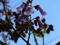 vignette Paulownia Imperialis gros plan au 30 04 13