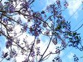 vignette Paulownia Imperialis immense au 30 04 13