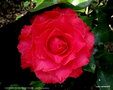 vignette ' SOUVENIR DE FERDINAND FAVRE ' camellia japonica