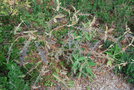 vignette Solanum pyracanthum   / Solanaces   / Afrique