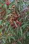 vignette Eucalyptus sideroxylon / Myrtaceae / Australie