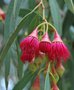 vignette Eucalyptus sideroxylon / Myrtaceae / Australie
