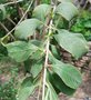 vignette Bowkeria gerrardiana / Scrophulariaceae / Afrique du Sud