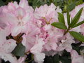 vignette Rhododendron hybride 'Gomer Waterer'