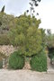 vignette Hakea suaveolens / Proteaceae / Australie