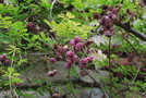 vignette Akebia quinata / Lardizabalaceae / Chine, Core, Japon