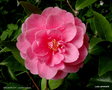 vignette ' FRAGRANT JOY ' camellia hybride