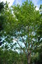 vignette Quercus robur (le chne pdoncul)
