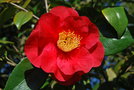 vignette Camellia japonica 'Grand Prix'
