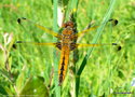 vignette Libellula fulva (Libellule fauve) femelle