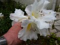 vignette Rhododendron Fragantissimum gros plan parfum au 02 05 13
