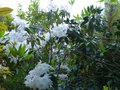vignette Rhododendron Loderi King Georges gros plan parfum au 02 05 13