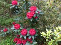vignette Rhododendron Halfdan Lem aux trs grandes fleurs au 02 05 13