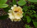 vignette Rhododendron Invitation au 02 05 13
