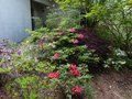 vignette Rhododendrons terrasse nord au 02 05 13