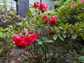 vignette Rhododendron Blitz au 02 05 13