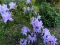 vignette Rhododendron Augustinii Electra au 02 05 13