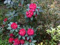 vignette Rhododendron Halfdan Lem gros plan au 02 05 13