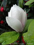 vignette Magnolia x soulangeana 'Sundew'