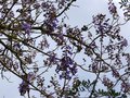 vignette Paulownia Imperialis  au 02 05 13