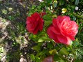 vignette Camellia japonica Dixie Knight au 02 05 13