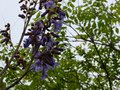 vignette Paulownia Imperialis autre gros plan au 02 05 13