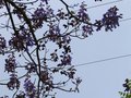 vignette Paulownia Imperialis autre vue au 02 05 13