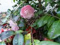 vignette Camellia japonica Cherryll Lynn au 03 05 13